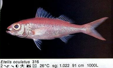 Etelis oculatus